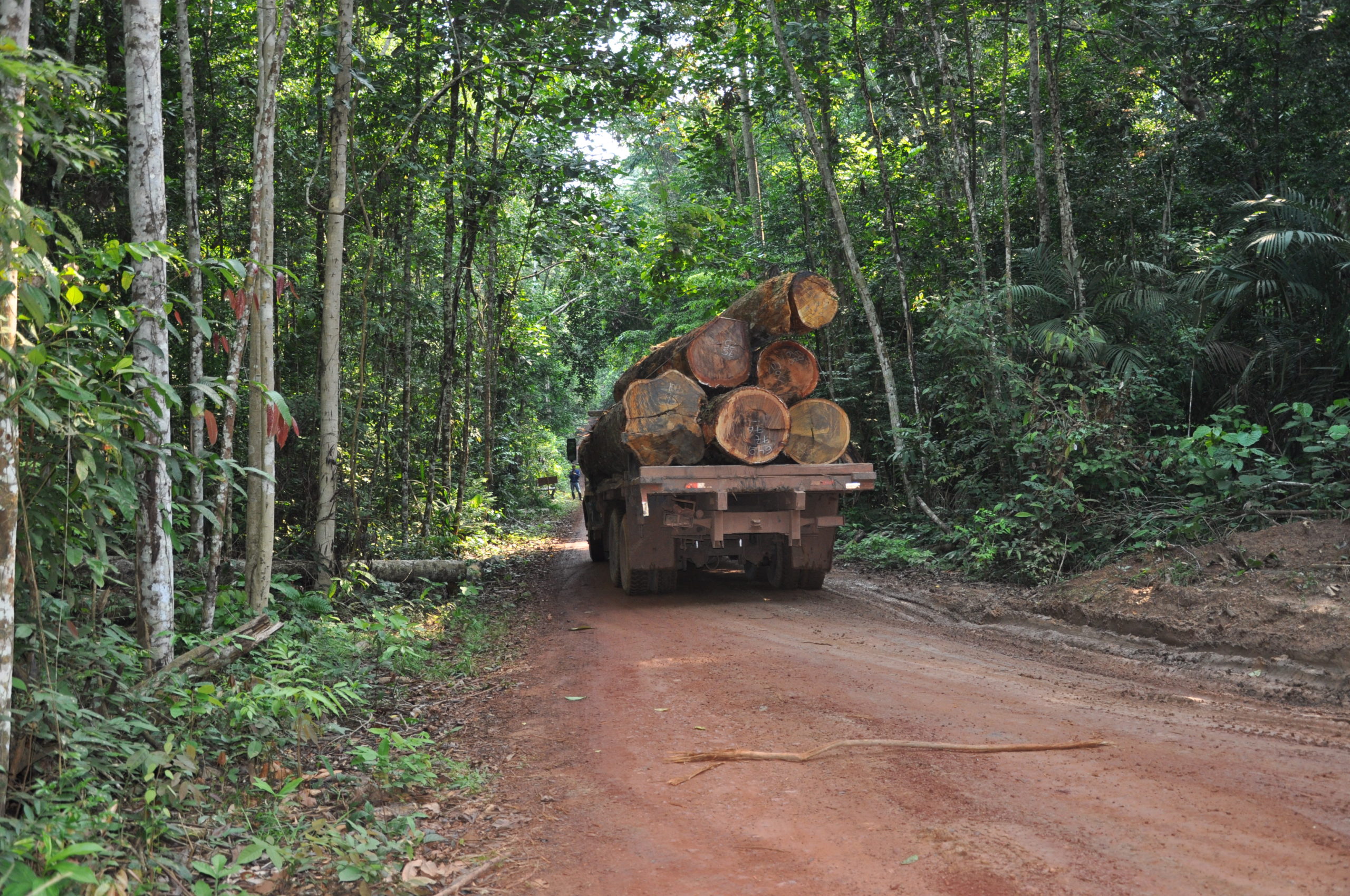 L'approvisionnement en bois venant des forêts guyanaises peut-il être  durable ? - Fondation pour la recherche sur la biodiversité