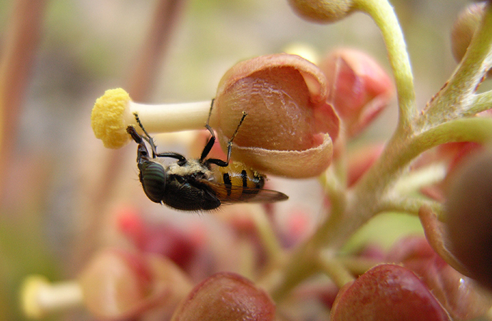 Des résultats rassurants sur le déclin des insectes remis en cause par l’analyse détaillée d’une base de données mondiale